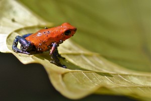 COSTA RICA